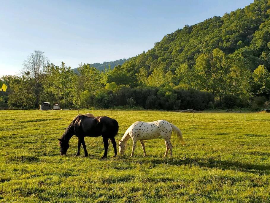 Barnardsville Country Mountain Escape! 빌라 외부 사진